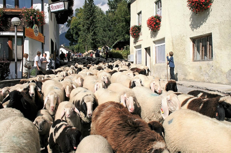 Schafabtrieb von der Seebenalm nach Untermieming