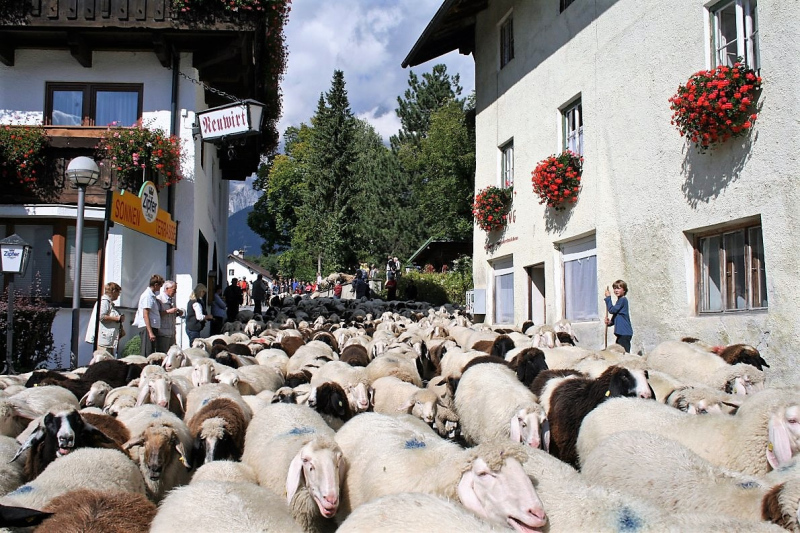Schafabtrieb von der Seebenalm nach Untermieming
