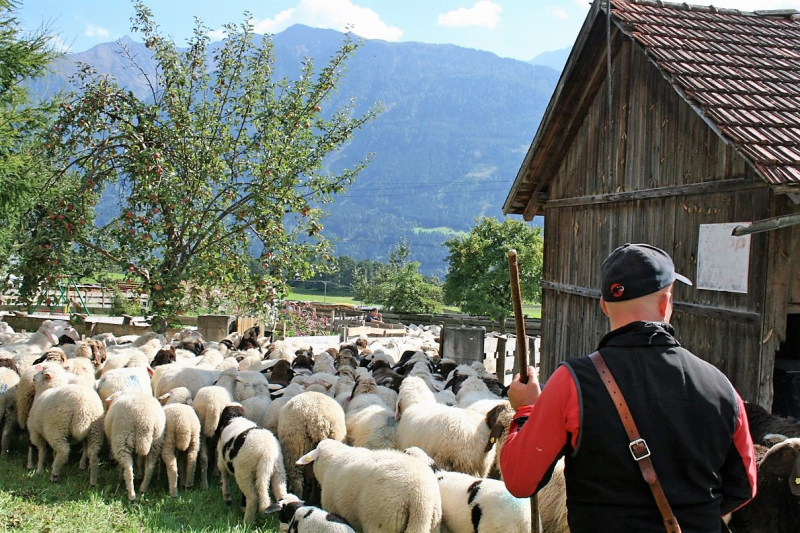 Schafabtrieb von der Seebenalm nach Untermieming