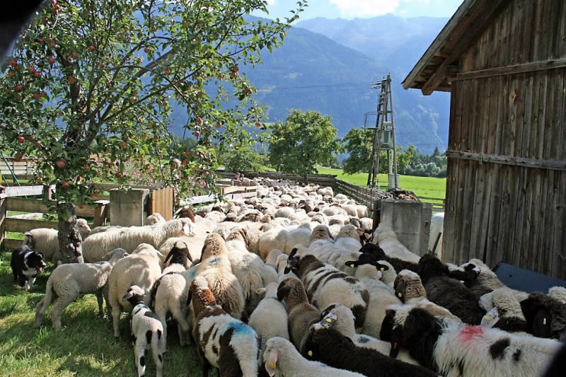 Schafabtrieb von der Seebenalm nach Untermieming