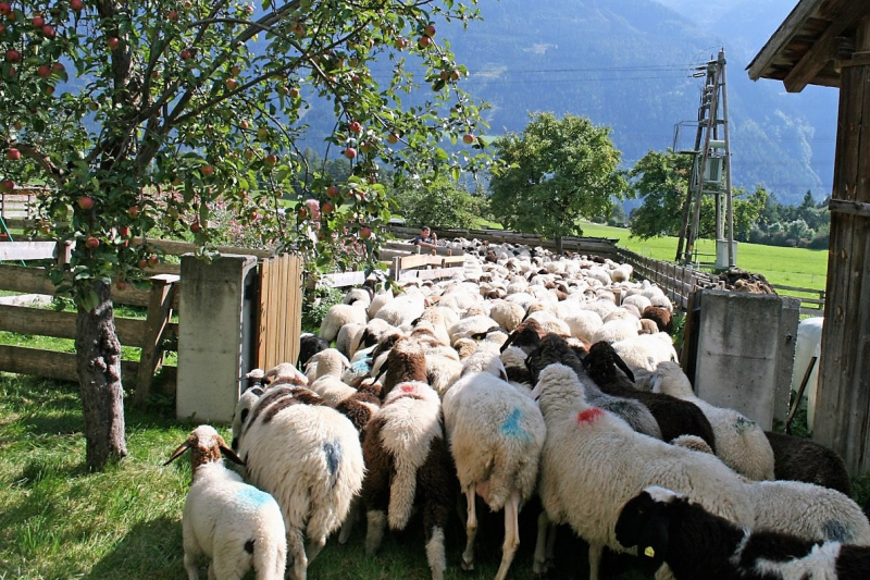 Schafabtrieb von der Seebenalm nach Untermieming
