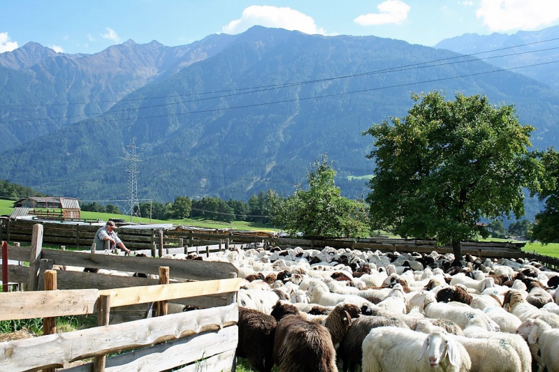 Schafabtrieb von der Seebenalm nach Untermieming