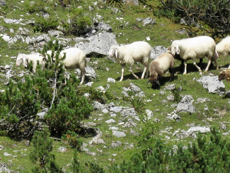 Schafabtrieb von der Seebenalm nach Untermieming