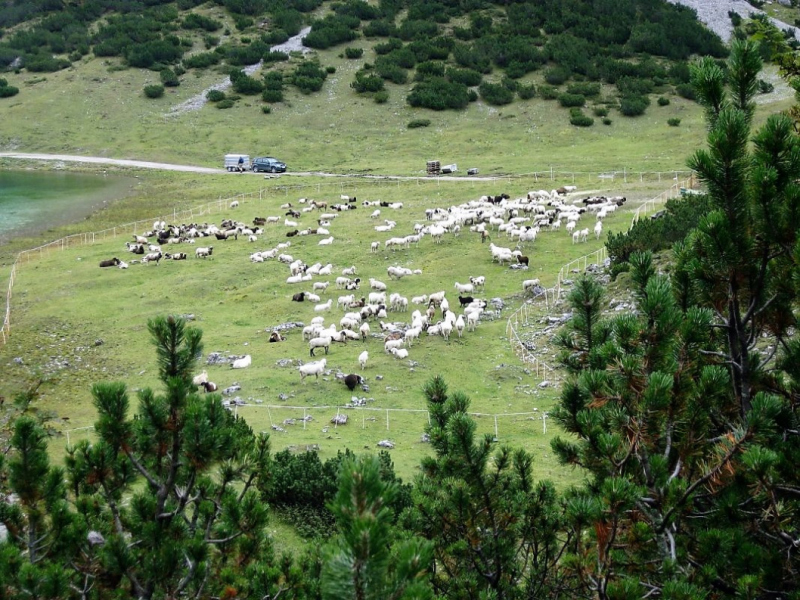 Schafabtrieb von der Seebenalm nach Untermieming