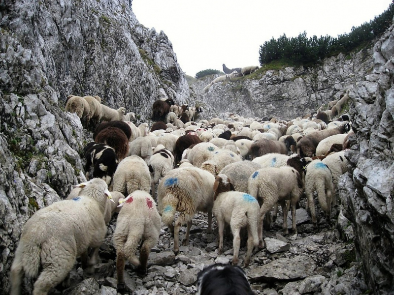 Schafabtrieb von der Seebenalm nach Untermieming