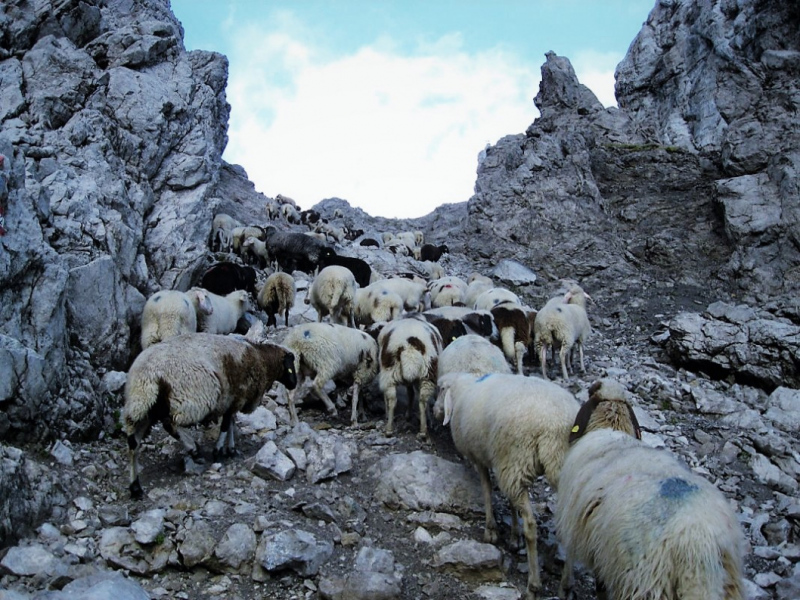 Schafabtrieb von der Seebenalm nach Untermieming