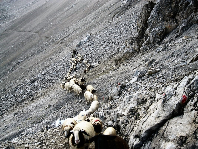 Schafabtrieb von der Seebenalm nach Untermieming