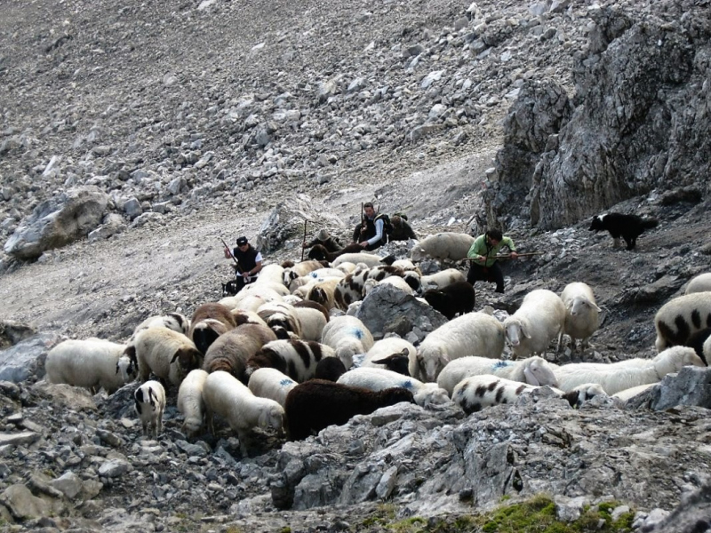 Schafabtrieb von der Seebenalm nach Untermieming