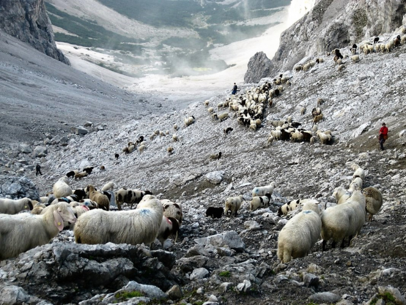 Schafabtrieb von der Seebenalm nach Untermieming