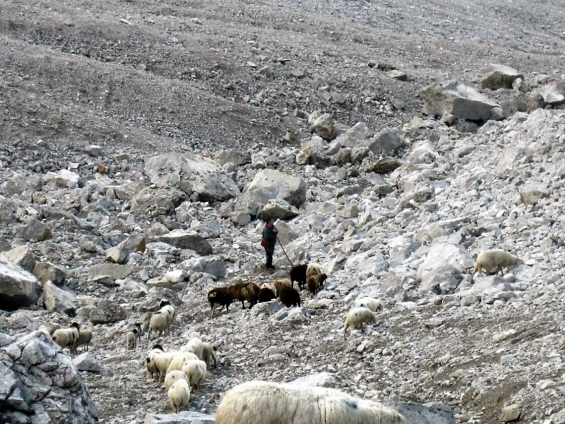 Schafabtrieb von der Seebenalm nach Untermieming