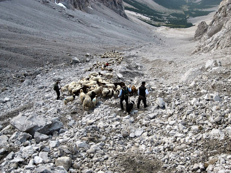 Schafabtrieb von der Seebenalm nach Untermieming