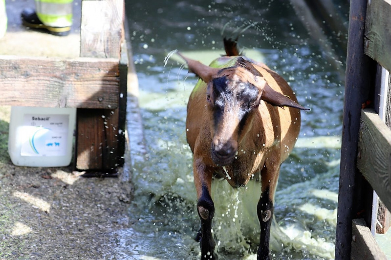 Schafbad im Frühjahr – Almsommerstart für den Seebenalm-Hirten