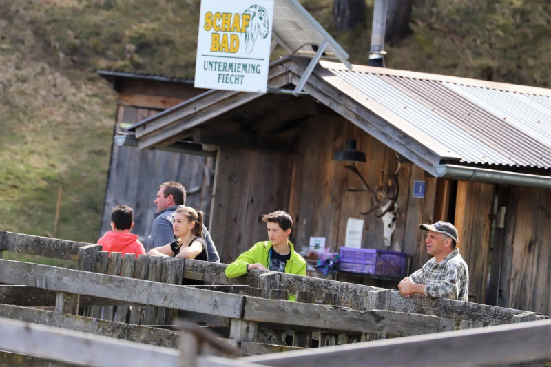 Schafbad im Frühjahr – Almsommerstart für den Seebenalm-Hirten