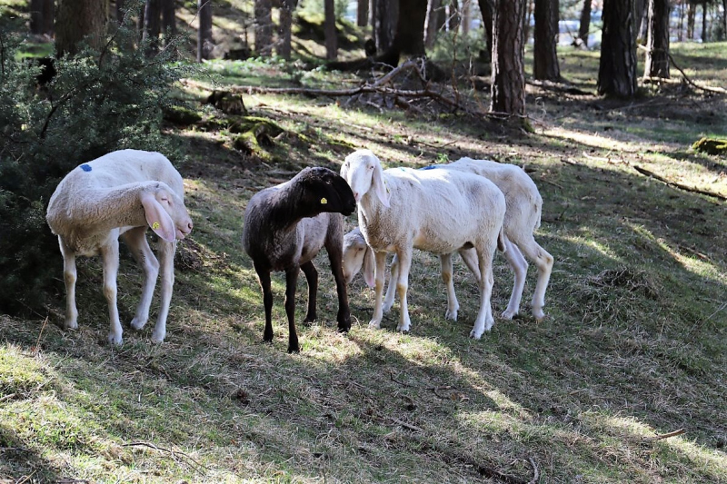 Schafbad im Frühjahr – Almsommerstart für den Seebenalm-Hirten
