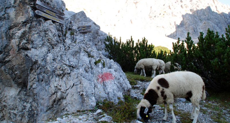 Schafschoad 2012 – Vom Seebensee nach Untermieming