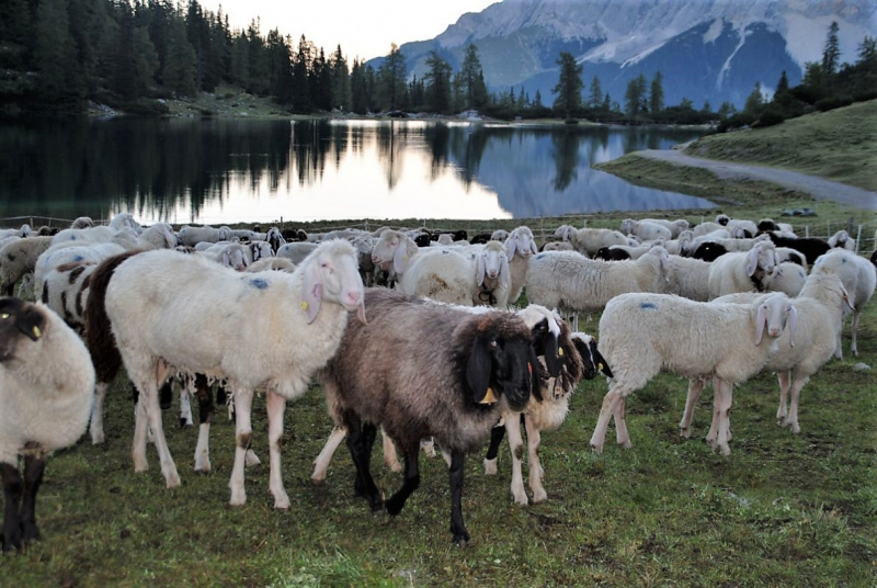 Schafschoad 2012 – Vom Seebensee nach Untermieming
