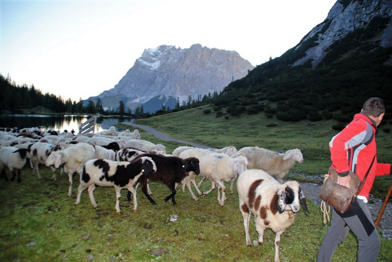 Schafschoad 2012 – Vom Seebensee nach Untermieming