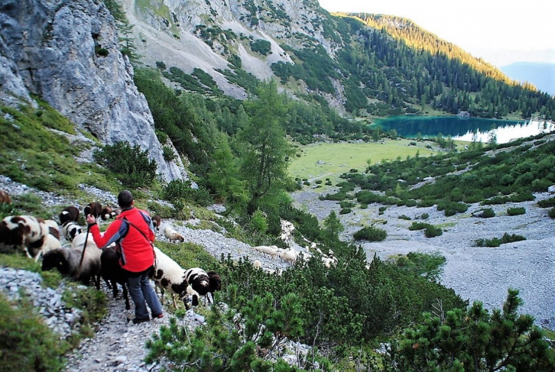 Schafschoad 2012 – Vom Seebensee nach Untermieming