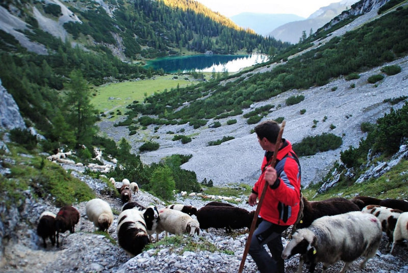 Schafschoad 2012 – Vom Seebensee nach Untermieming
