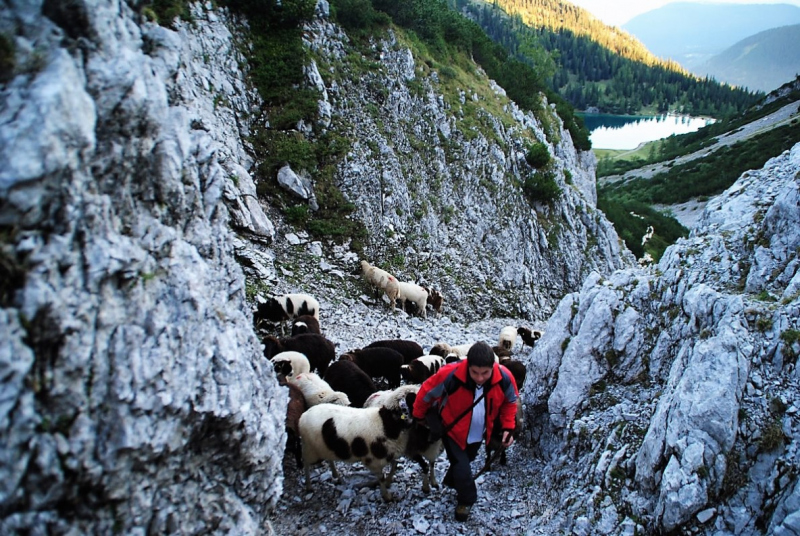 Schafschoad 2012 – Vom Seebensee nach Untermieming