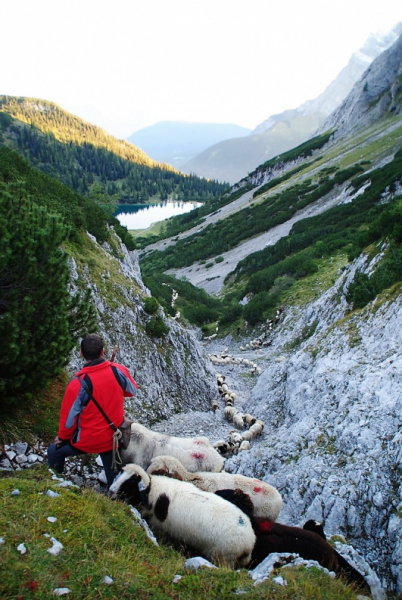 Schafschoad 2012 – Vom Seebensee nach Untermieming