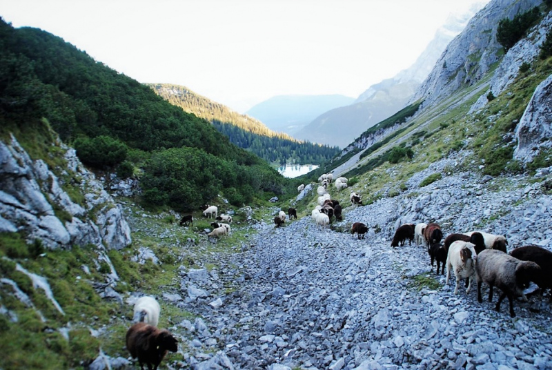 Schafschoad 2012 – Vom Seebensee nach Untermieming