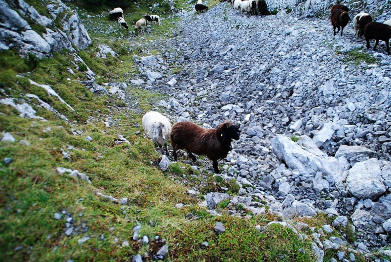 Schafschoad 2012 – Vom Seebensee nach Untermieming