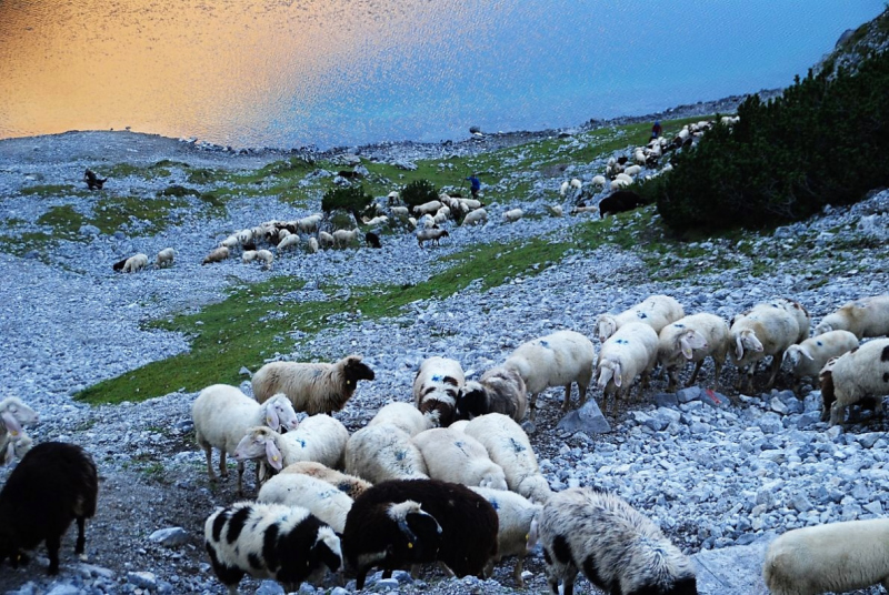 Schafschoad 2012 – Vom Seebensee nach Untermieming