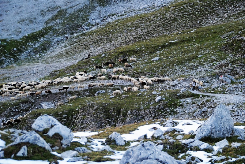 Schafschoad 2012 – Vom Seebensee nach Untermieming