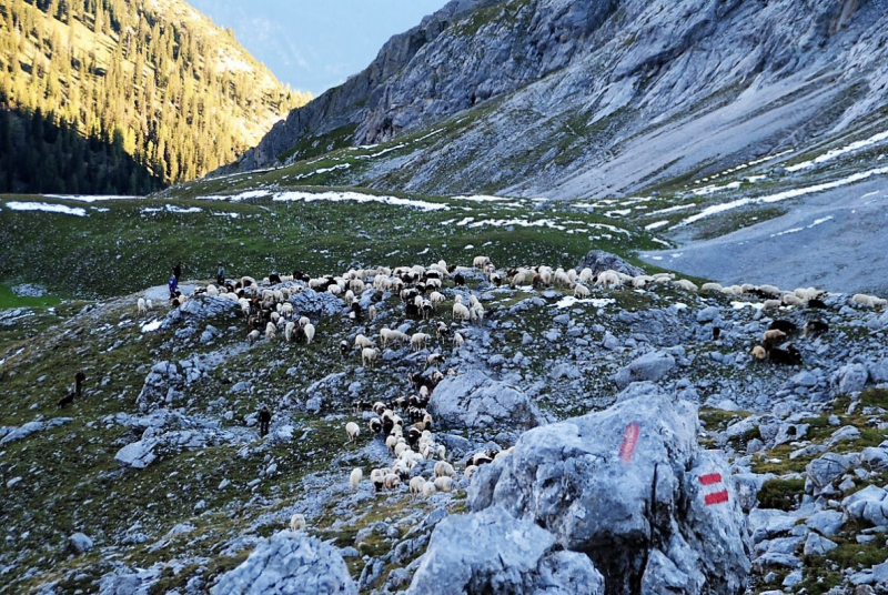 Schafschoad 2012 – Vom Seebensee nach Untermieming