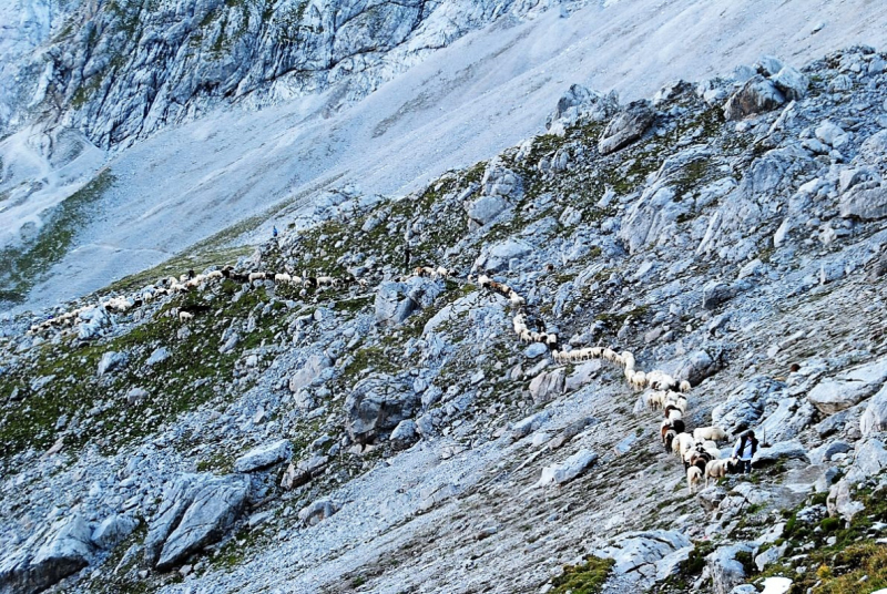Schafschoad 2012 – Vom Seebensee nach Untermieming