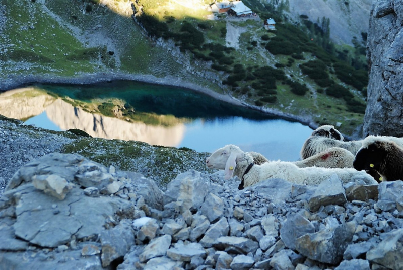 Schafschoad 2012 – Vom Seebensee nach Untermieming
