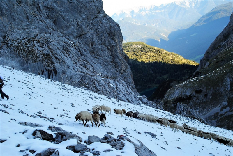 Schafschoad 2012 – Vom Seebensee nach Untermieming