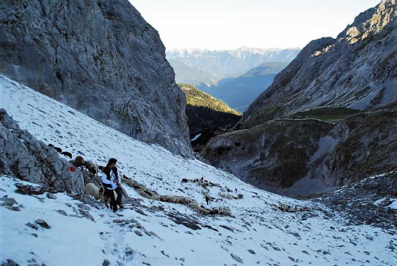 Schafschoad 2012 – Vom Seebensee nach Untermieming