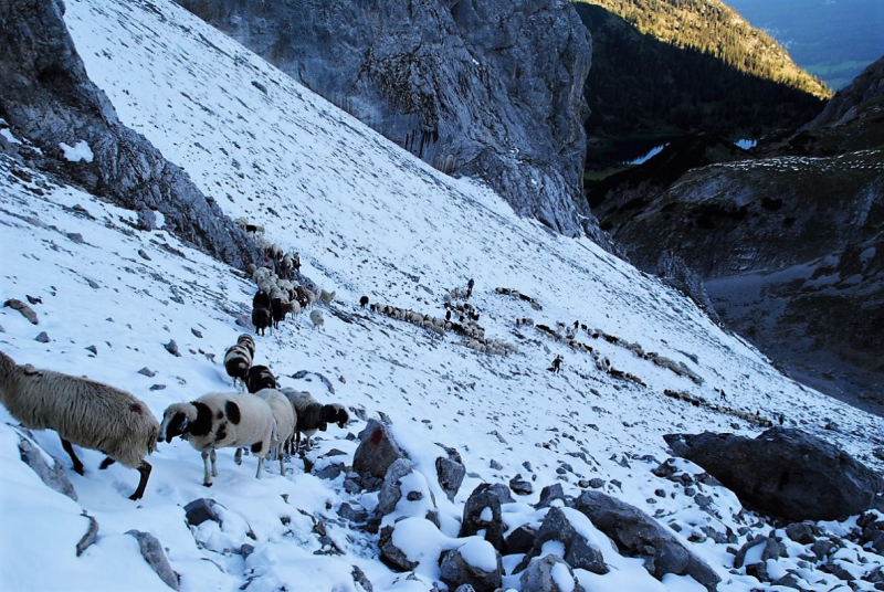 Schafschoad 2012 – Vom Seebensee nach Untermieming