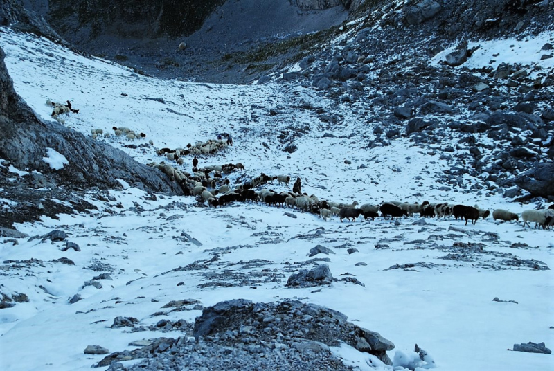 Schafschoad 2012 – Vom Seebensee nach Untermieming