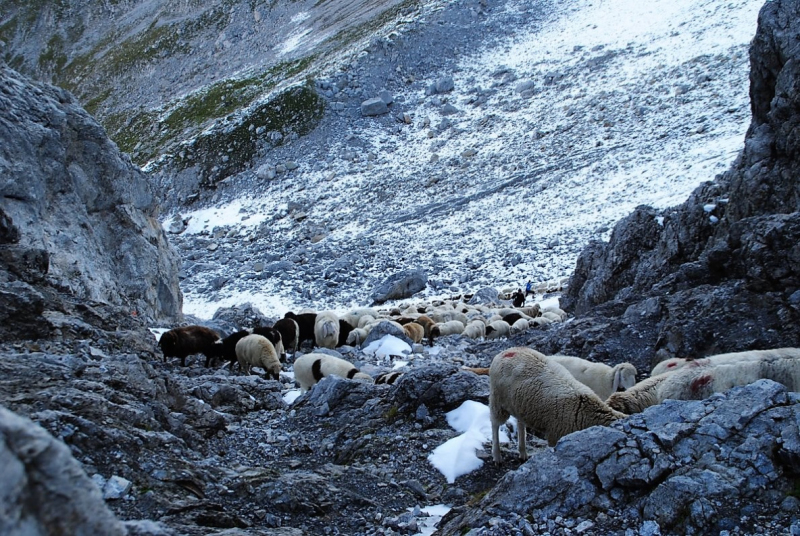 Schafschoad 2012 – Vom Seebensee nach Untermieming