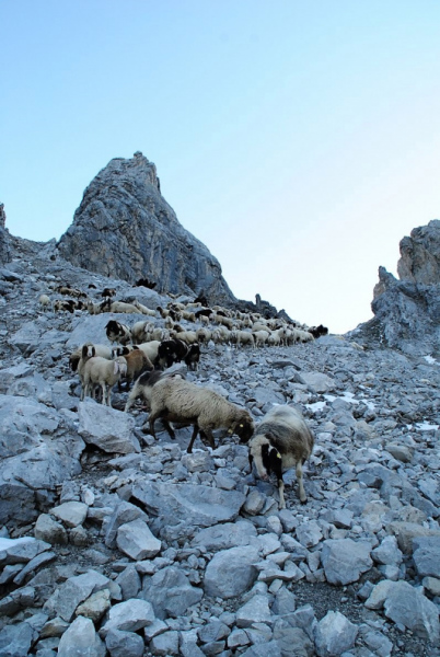 Schafschoad 2012 – Vom Seebensee nach Untermieming
