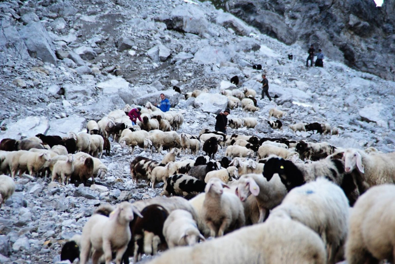 Schafschoad 2012 – Vom Seebensee nach Untermieming