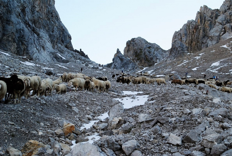 Schafschoad 2012 – Vom Seebensee nach Untermieming