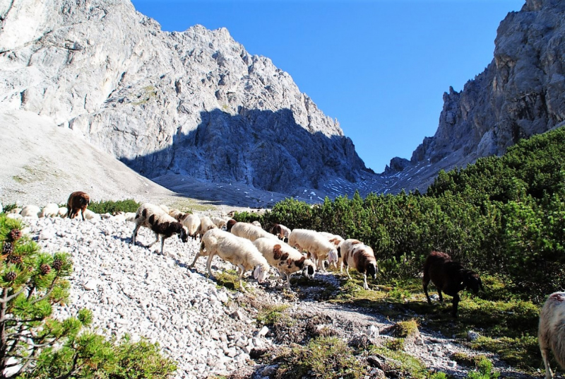 Schafschoad 2012 – Vom Seebensee nach Untermieming