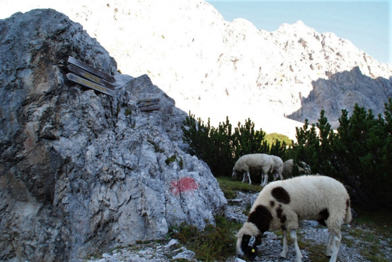 Schafschoad 2012 – Vom Seebensee nach Untermieming