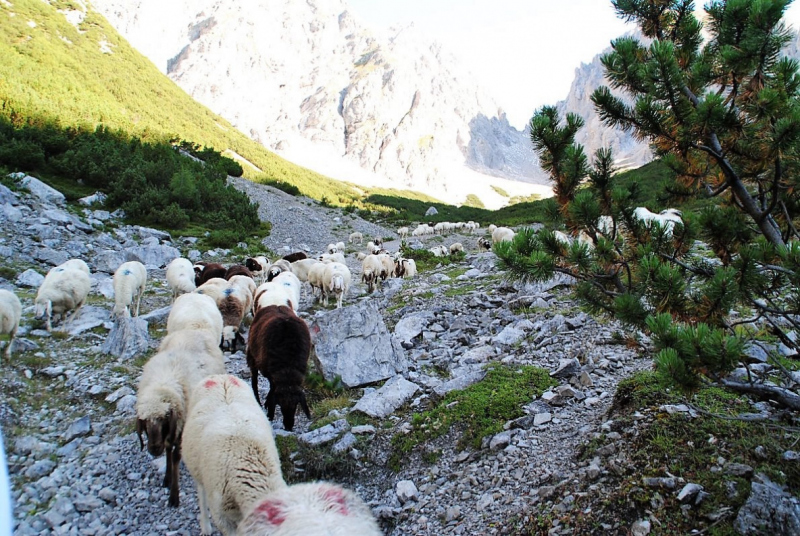 Schafschoad 2012 – Vom Seebensee nach Untermieming