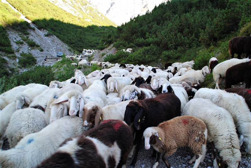 Schafschoad 2012 – Vom Seebensee nach Untermieming