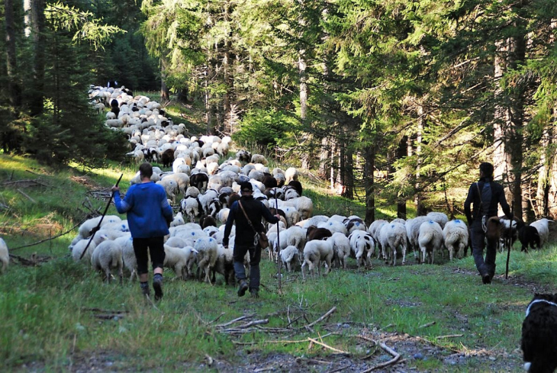Schafschoad 2012 – Vom Seebensee nach Untermieming
