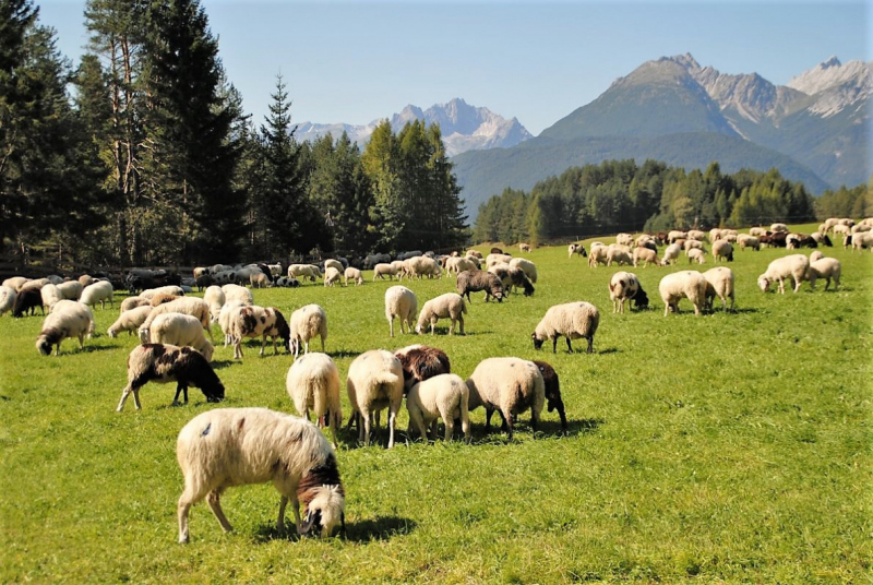 Schafschoad 2012 – Vom Seebensee nach Untermieming