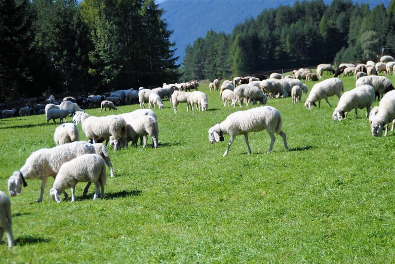 Schafschoad 2012 – Vom Seebensee nach Untermieming