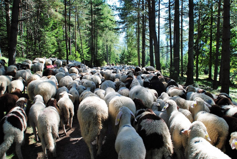 Schafschoad 2012 – Vom Seebensee nach Untermieming