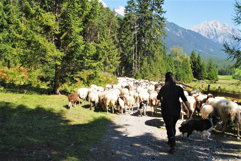 Schafschoad 2012 – Vom Seebensee nach Untermieming