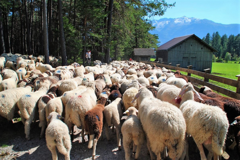 Schafschoad 2012 – Vom Seebensee nach Untermieming